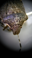 Holcostethus albipes