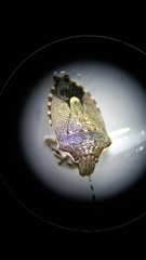 Holcostethus albipes