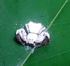 Phrynarachne decipiens