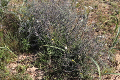 Crassothonna rechingeri