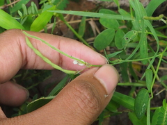 Pleurolobus gangeticus