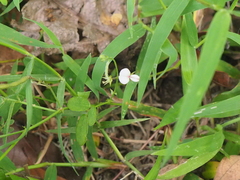 Pleurolobus gangeticus