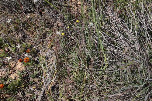 Crassothonna rechingeri, photograph 2