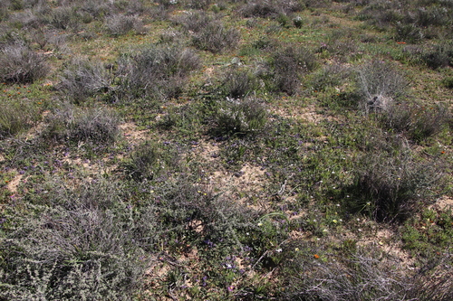 Image of Dolichos decumbens by (c) Tony Rebelo, some rights reserved (CC BY-SA)