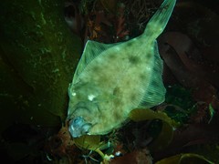 Limanda limanda
