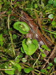 Corybas dienemus