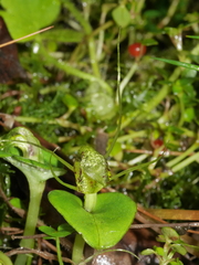 Corybas dienemus
