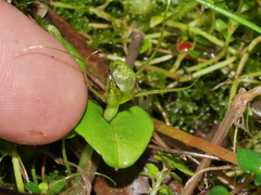 Corybas dienemus