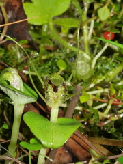 Corybas dienemus