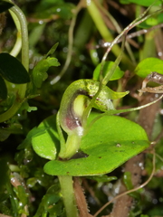 Corybas dienemus