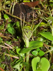 Corybas dienemus