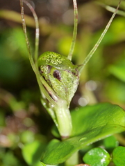 Corybas dienemus