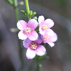 Zanthoxyloideae