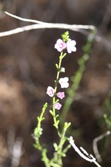 Zanthoxyloideae