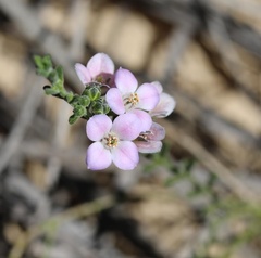 Zanthoxyloideae
