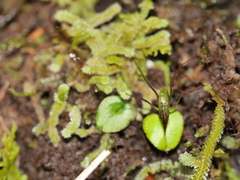 Corybas rivularis