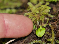 Corybas rivularis