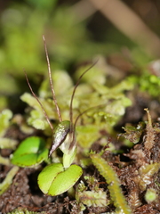 Corybas rivularis