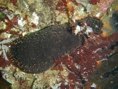 Cucumaria frondosa