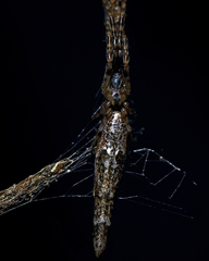 Cyclosa bacilliformis