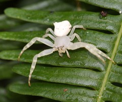 Thomisus okinawensis