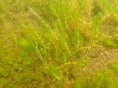 Callitriche hermaphroditica