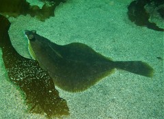Limanda limanda
