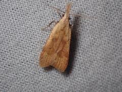 Dichomeris derasella