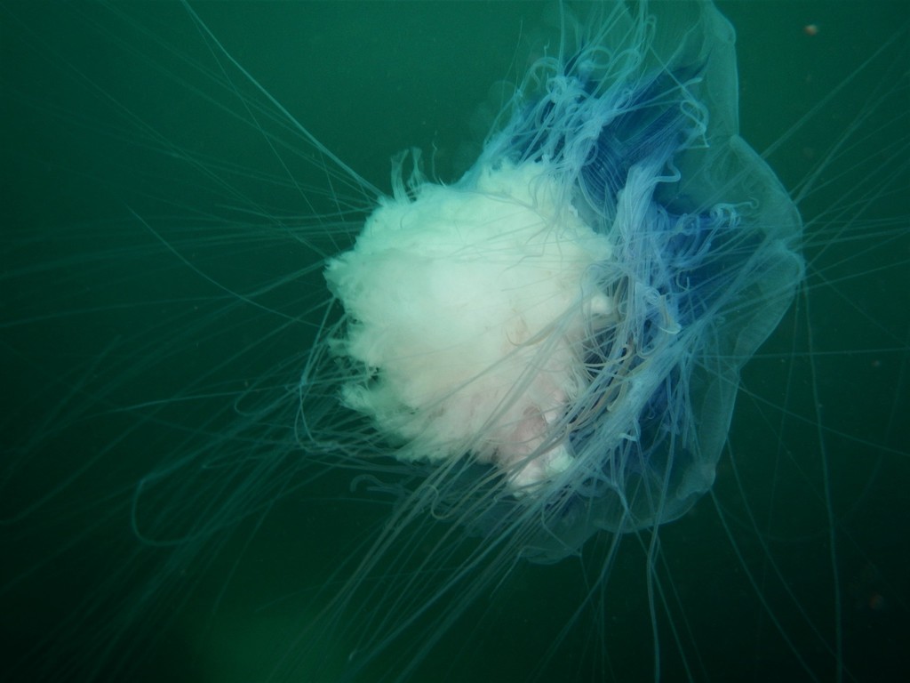 Blue Jelly From Garður, Suðurnesjabær, Islanda On August 12, 2020 At 11 