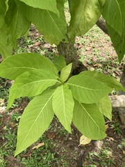 Pisonia grandis
