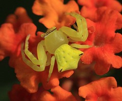 Thomisus okinawensis