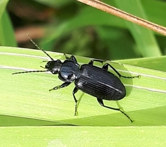 Pterostichus oblongopunctatus