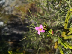 Lachnaea grandiflora