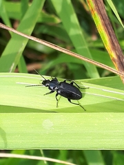 Pterostichus oblongopunctatus