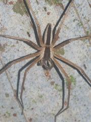 Heteropoda ocyalina