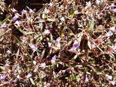 Collinsia torreyi wrightii