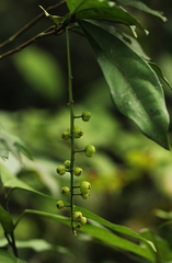 Thecacoris trichogyne