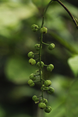 Thecacoris trichogyne