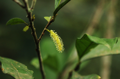 Thecacoris trichogyne