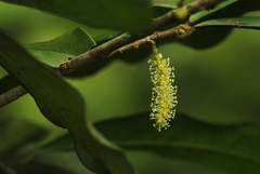 Thecacoris trichogyne