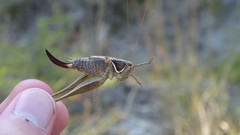 Sepiana sepium