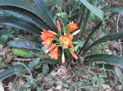 Clivia miniata
