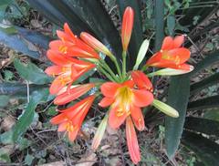 Clivia miniata