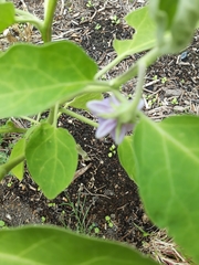 Solanum melongena