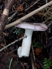 Russula gracillima