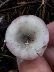 Russula gracillima