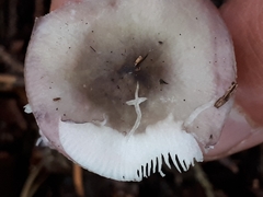 Russula gracillima