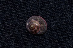 Cantharidella picturata