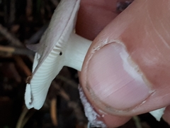 Russula gracillima