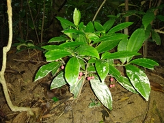 Ardisia crenata